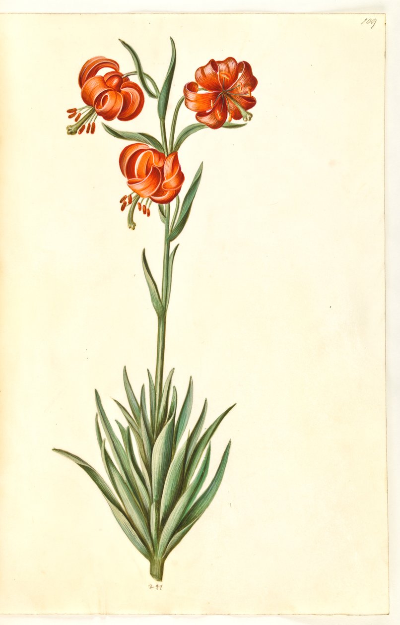 Lilium pomponium (pompon lily) by Hans Simon Holtzbecker