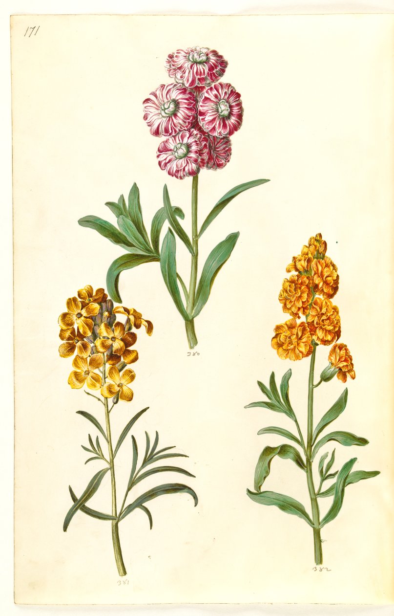 Matthiola incana; Erysimum cheiri by Hans Simon Holtzbecker