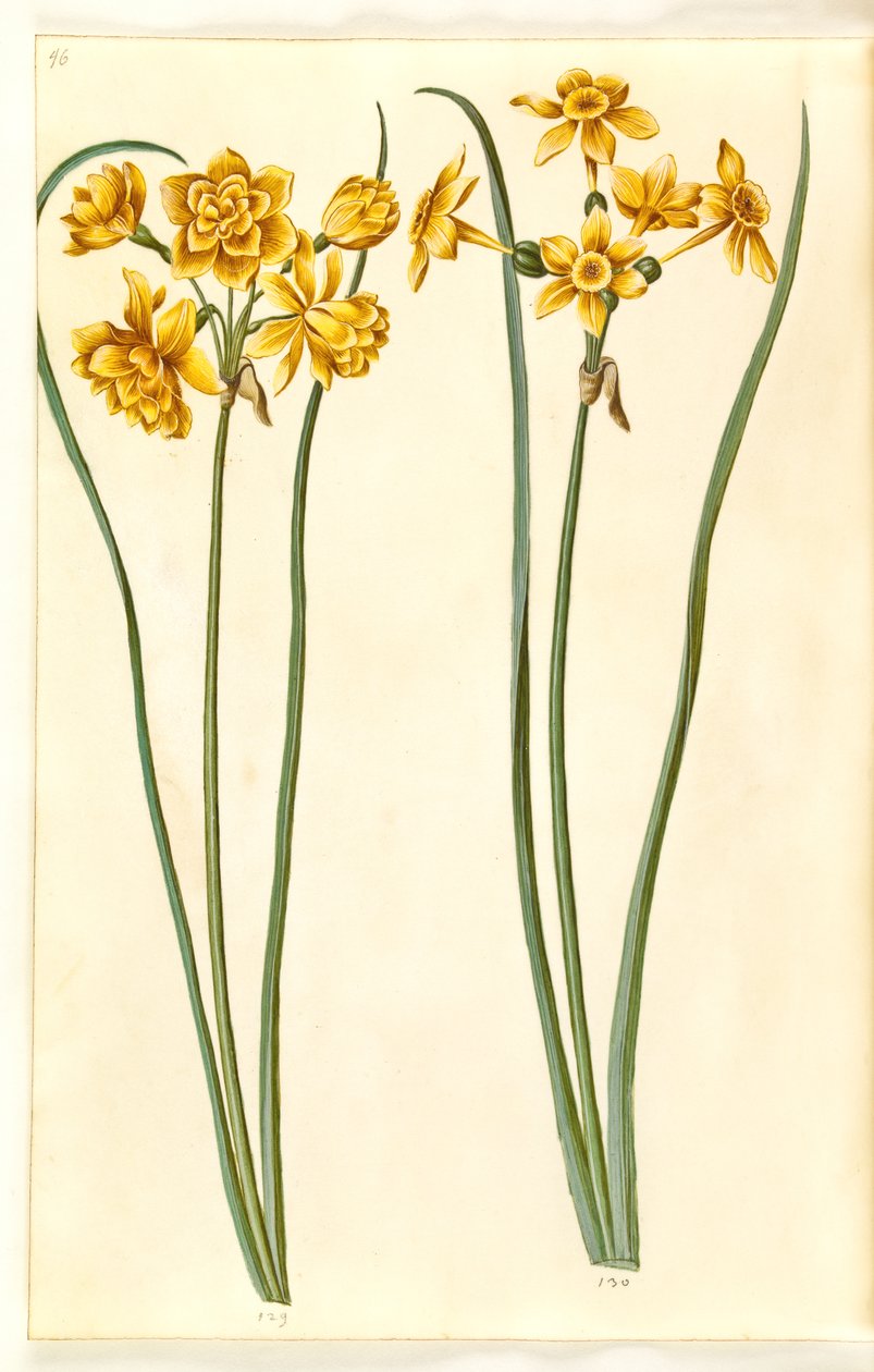Narcissus Jonquilla by Hans Simon Holtzbecker