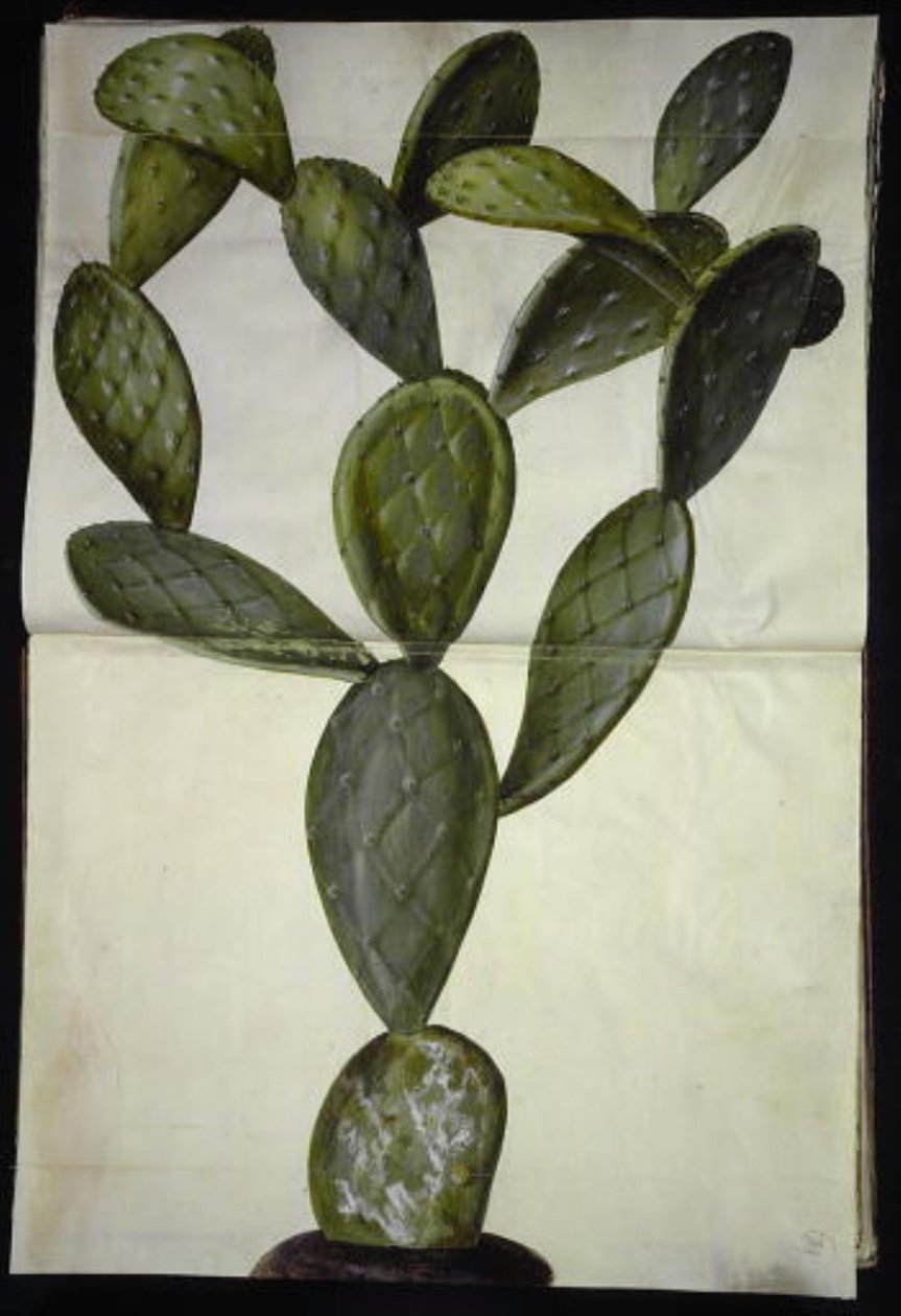 Opuntia monacantha by Hans Simon Holtzbecker