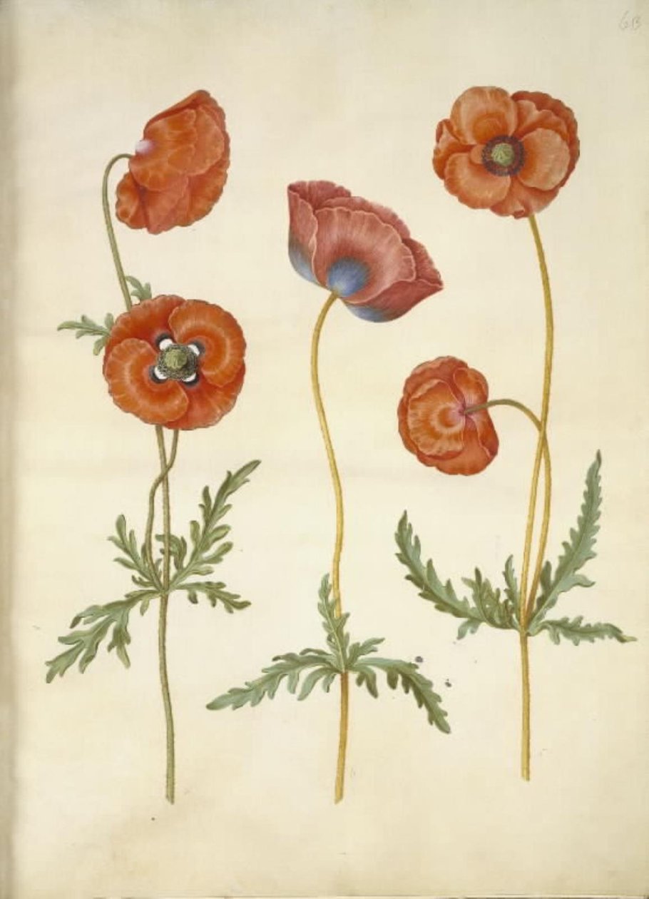 Papaver rhoeas (corn poppy) by Hans Simon Holtzbecker