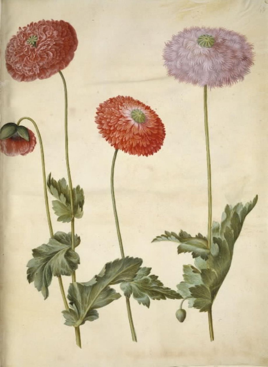 Papaver somniferum (Opium Poppy) by Hans Simon Holtzbecker