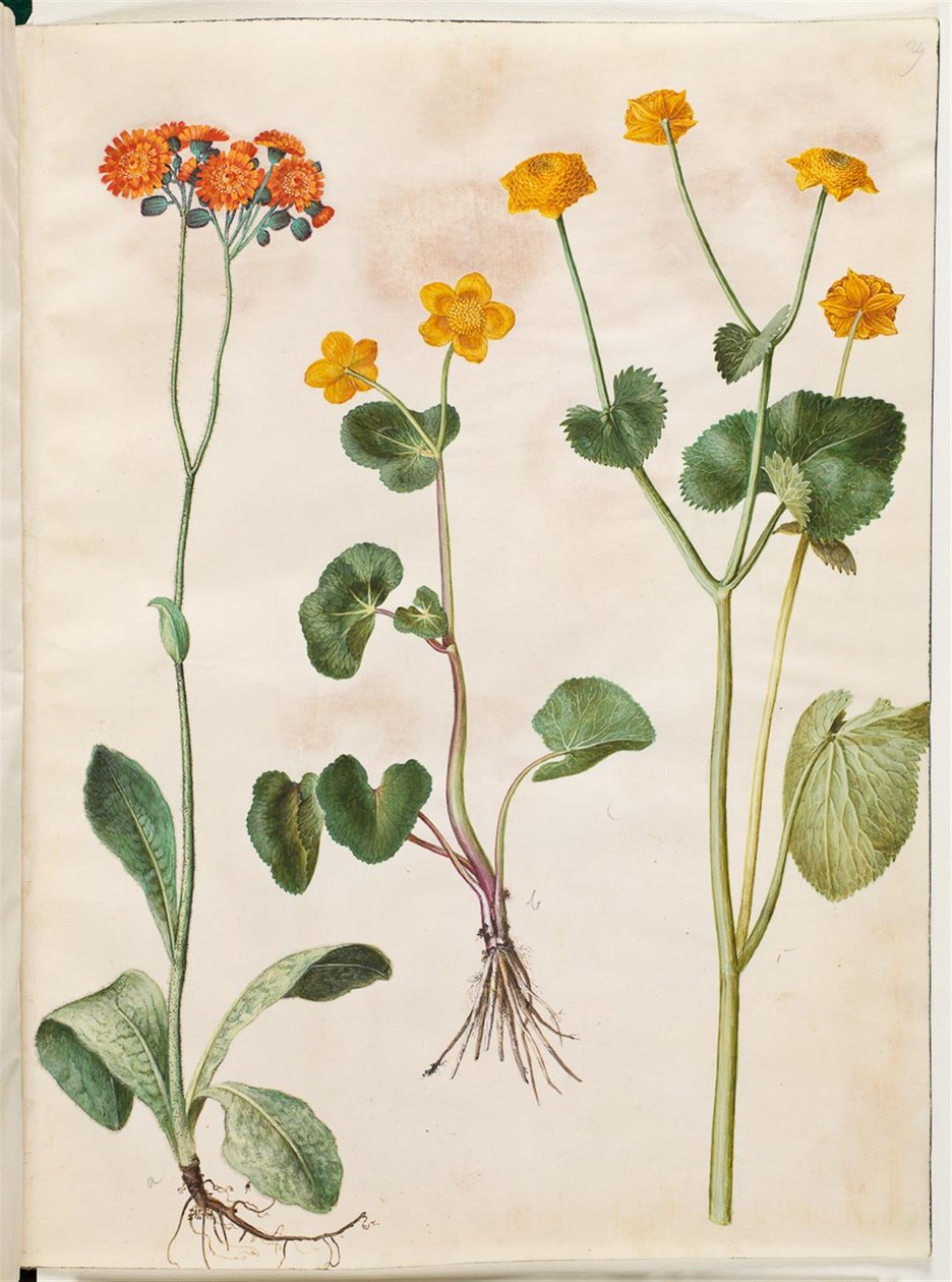 Pilosella aurantiaca; Caltha palustris by Hans Simon Holtzbecker