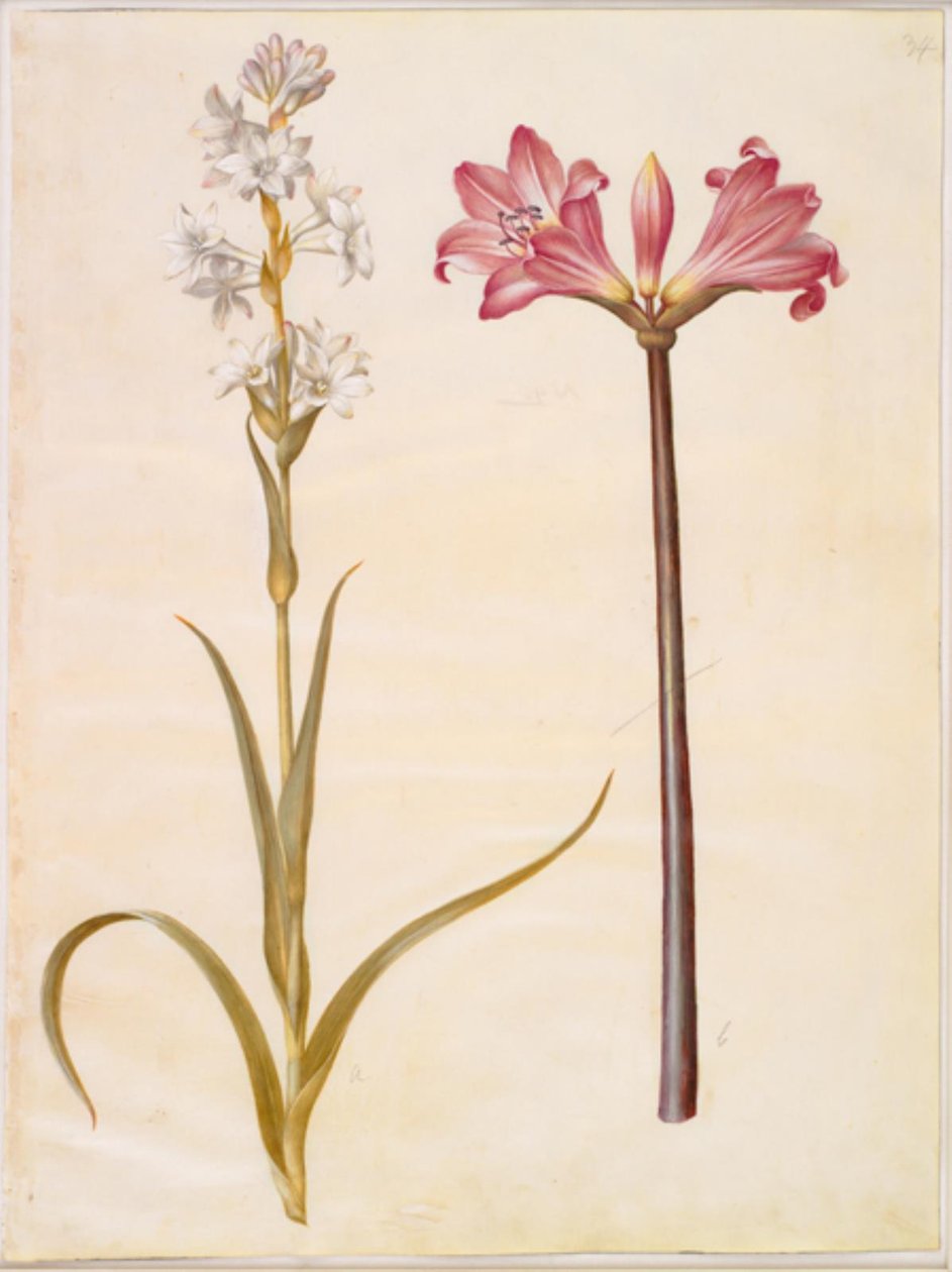 Polianthes Tuberosa (Tuberose); Amaryllis Belladonna (Belladonna Lily) by Hans Simon Holtzbecker