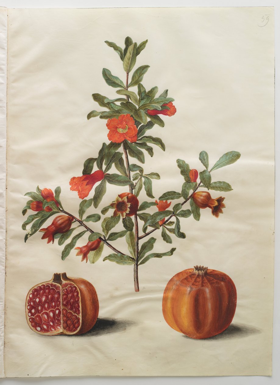 Punica granatum by Hans Simon Holtzbecker