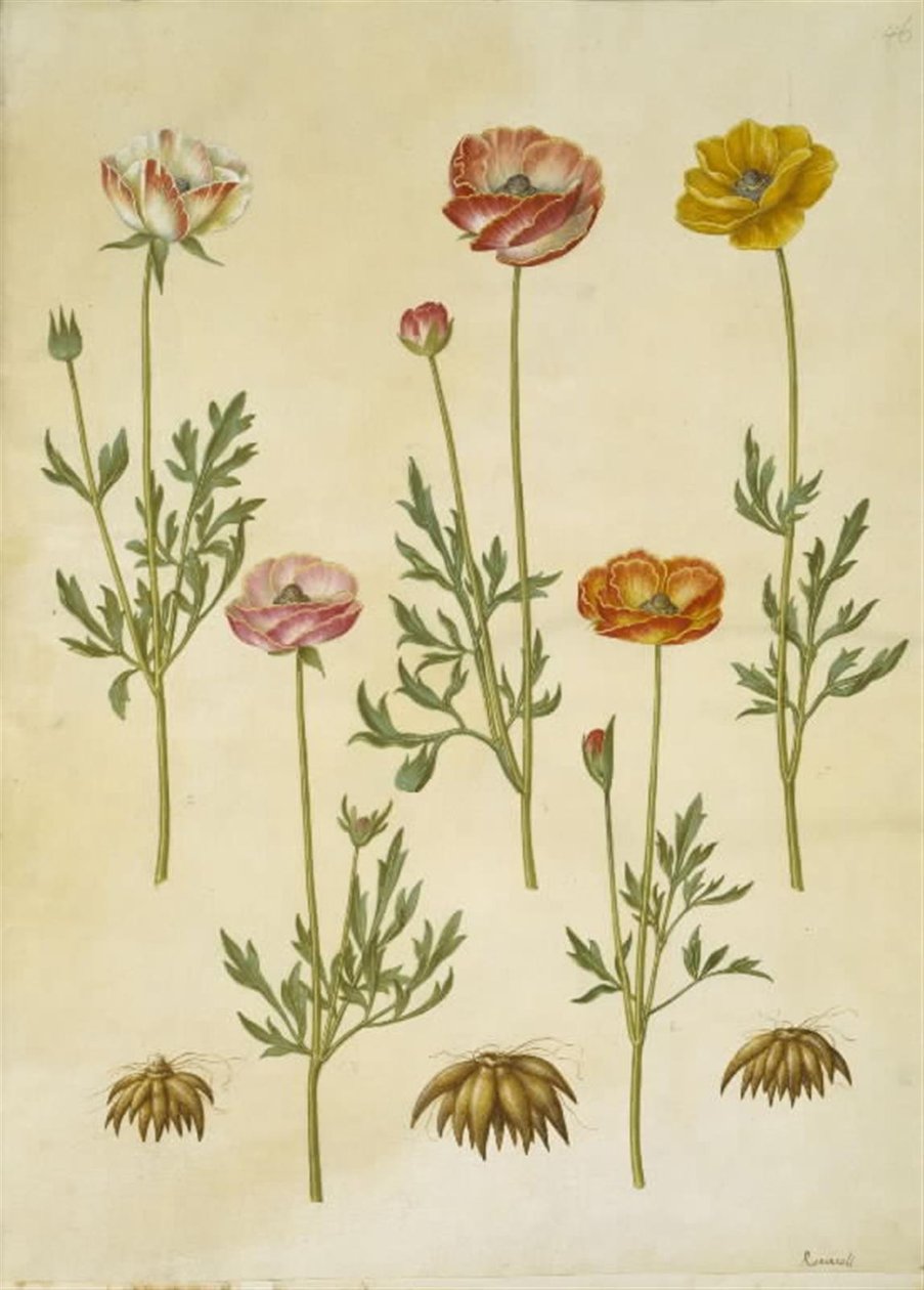Ranunculus asiaticus (Garden Ranunculus) by Hans Simon Holtzbecker