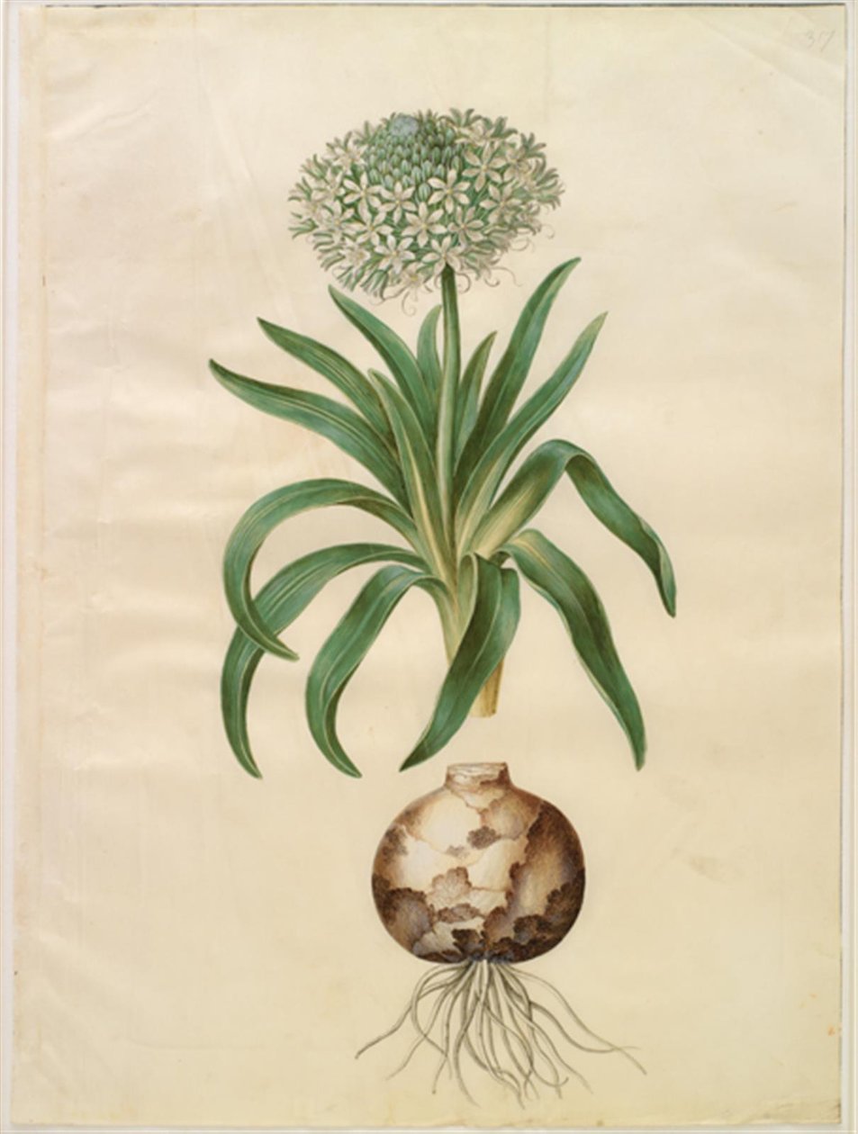 Scilla Peruviana (Giant Squill) by Hans Simon Holtzbecker