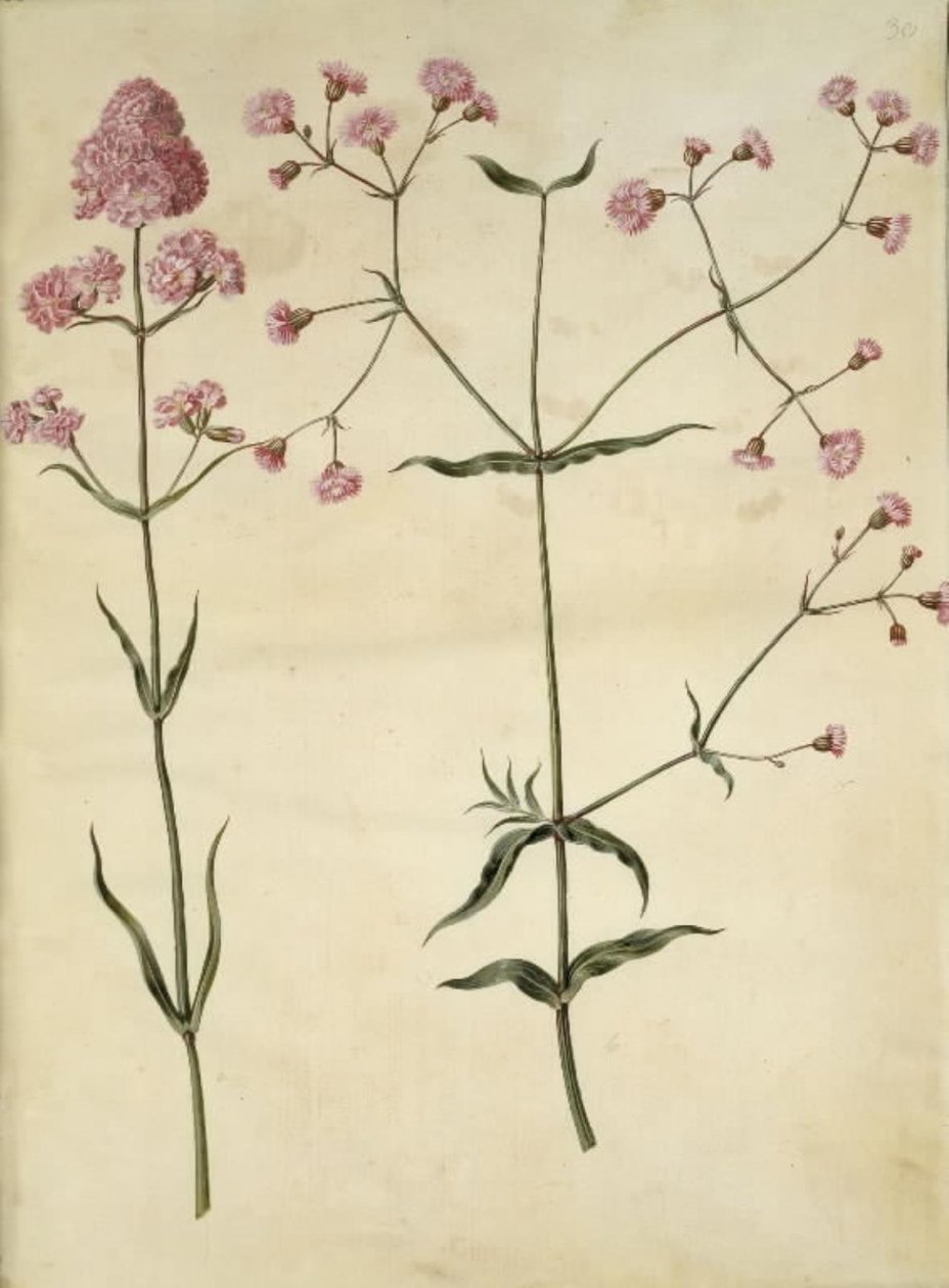 Silene viscaria (common catchfly); Silene (ragged robin) by Hans Simon Holtzbecker