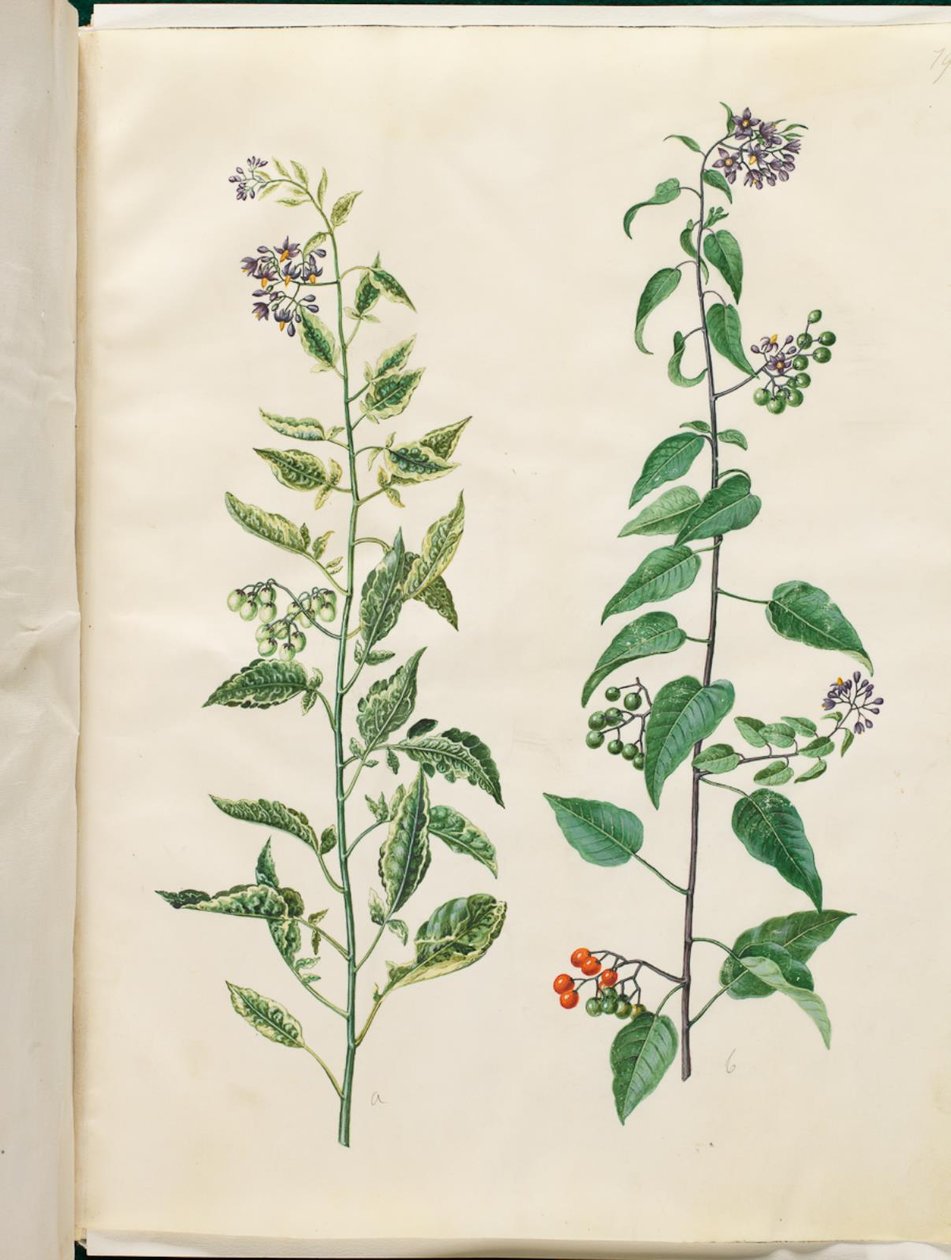 Solanum dulcamara (Bittersweet Nightshade) by Hans Simon Holtzbecker