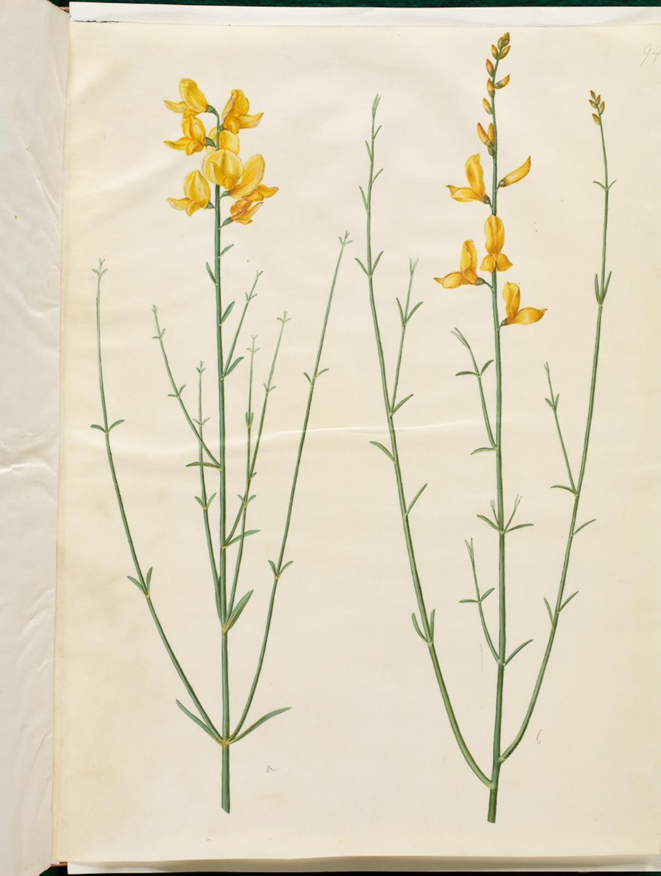 Spartium junceum (spartium) by Hans Simon Holtzbecker
