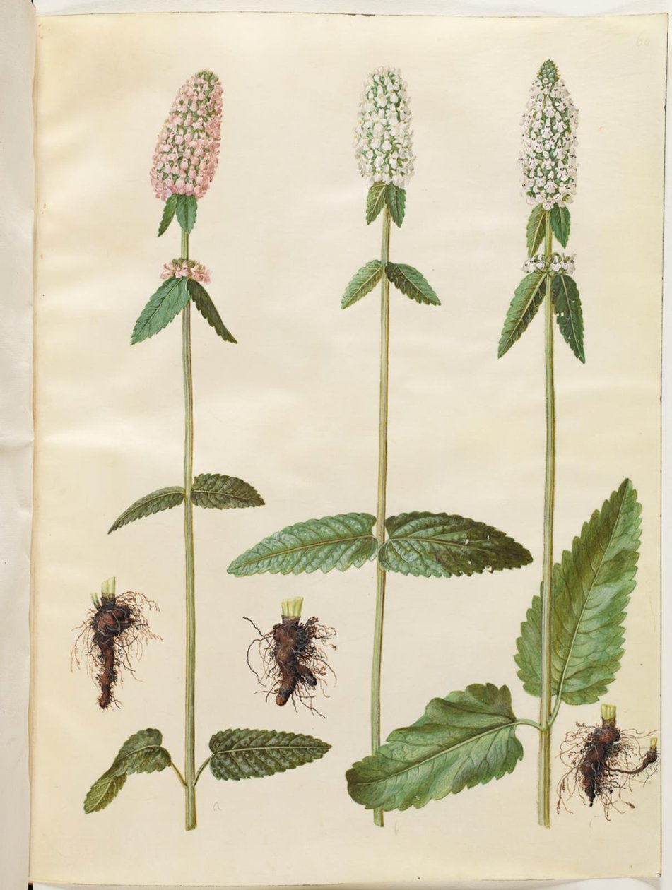 Stachys officinalis by Hans Simon Holtzbecker