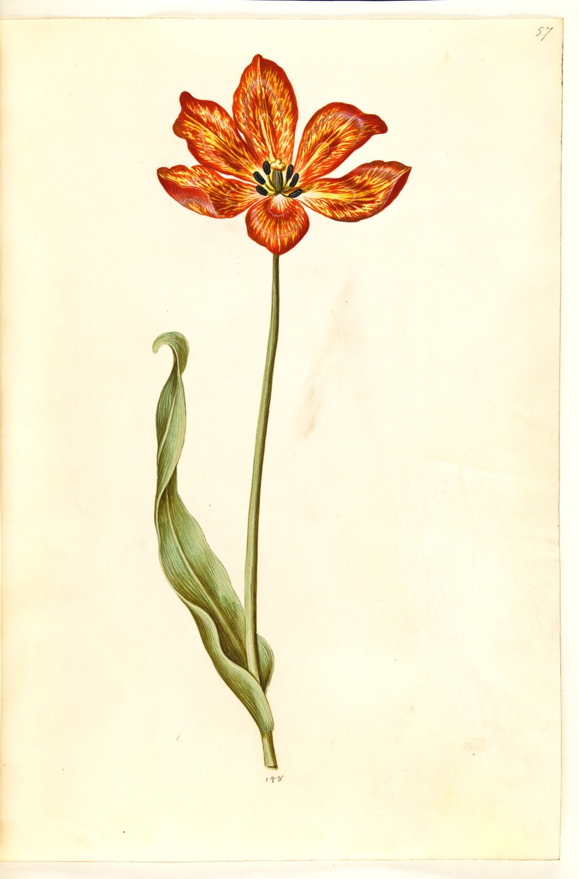 Tulipa gesneriana (Garden Tulip) by Hans Simon Holtzbecker