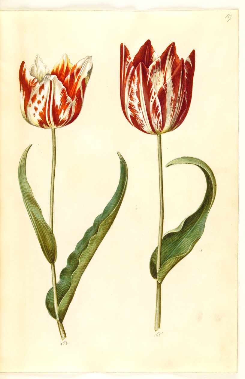 Tulipa gesneriana (Garden Tulip) by Hans Simon Holtzbecker