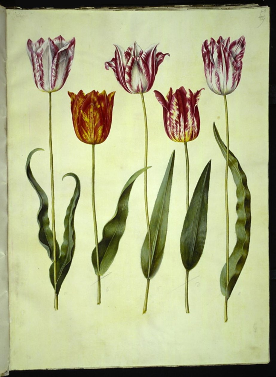 Tulip by Hans Simon Holtzbecker