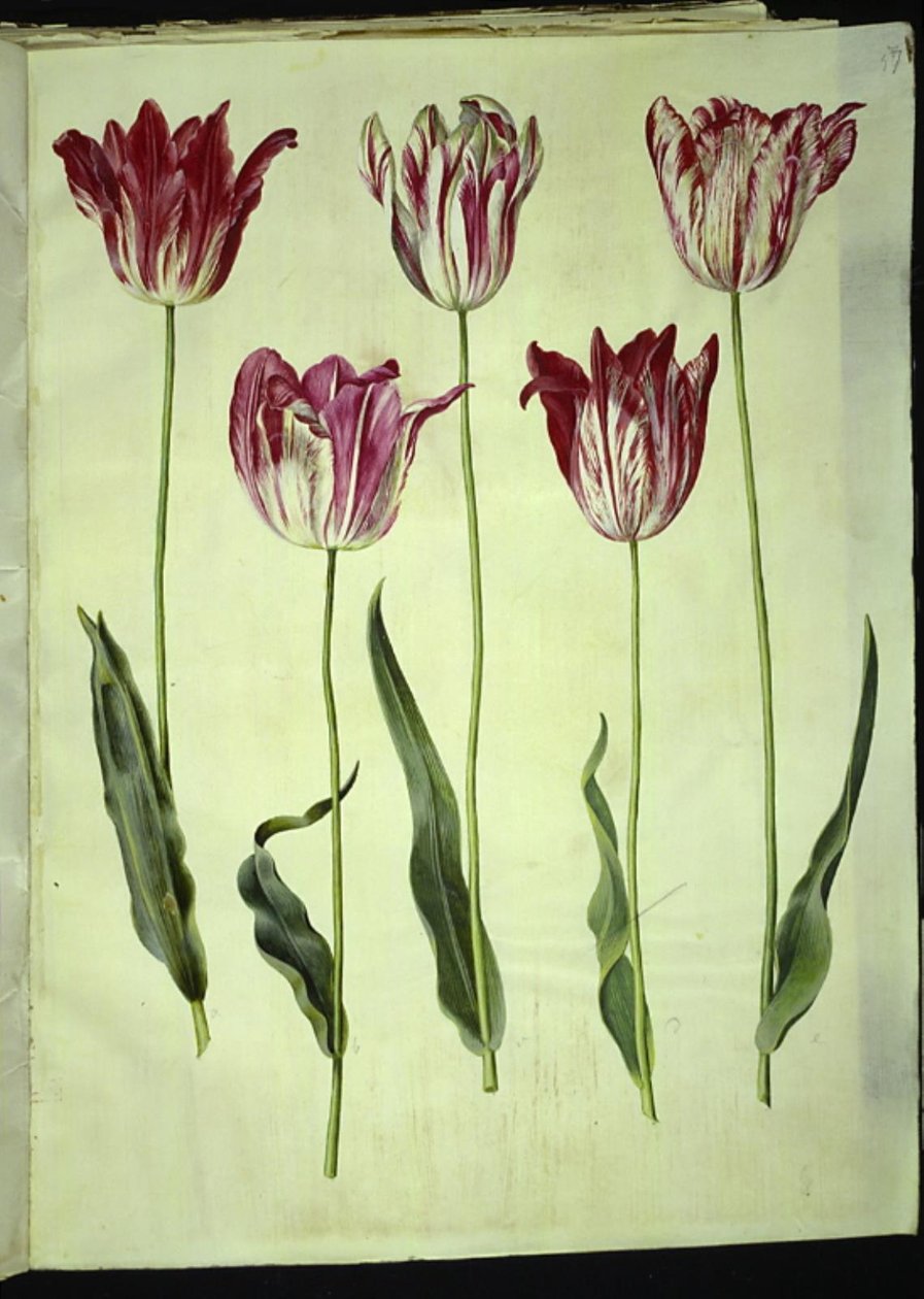 Tulipa gesneriana (garden tulip) by Hans Simon Holtzbecker