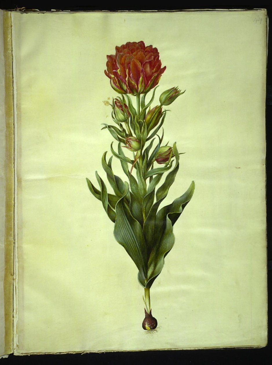Tulipa Gesneriana (Garden Tulip) by Hans Simon Holtzbecker