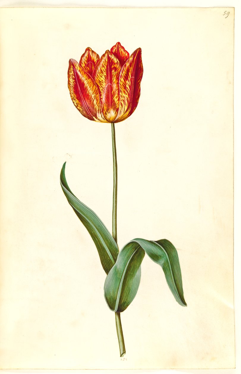 Tulipa gesneriana (Garden Tulip) by Hans Simon Holtzbecker
