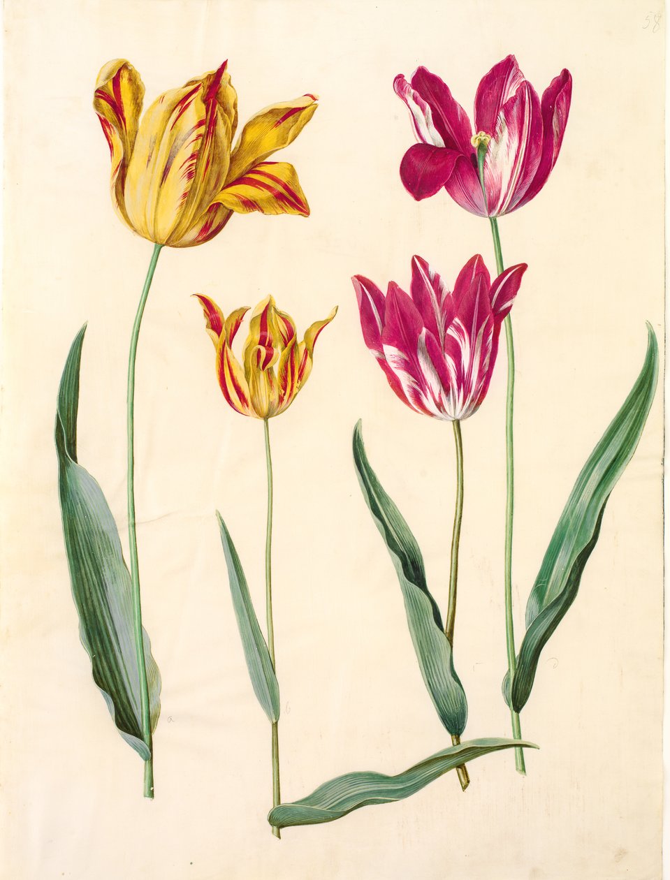 Tulipa gesneriana (Garden Tulip) by Hans Simon Holtzbecker