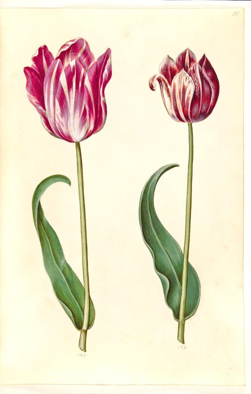 Tulipa gesneriana (Garden Tulip) by Hans Simon Holtzbecker