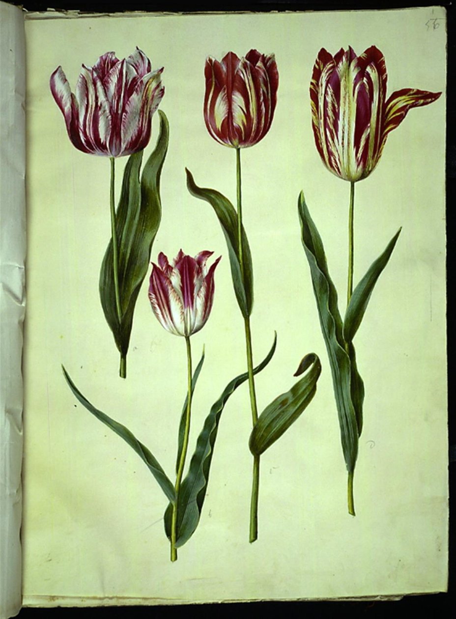 Tulipa gesneriana (Garden Tulip) by Hans Simon Holtzbecker