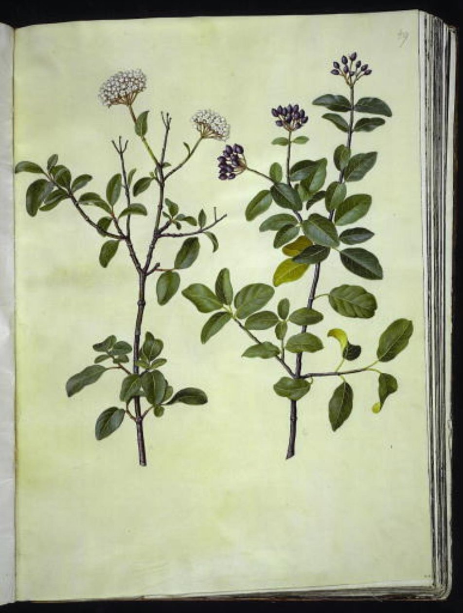 Viburnum tinus (Winter Snowball) by Hans Simon Holtzbecker
