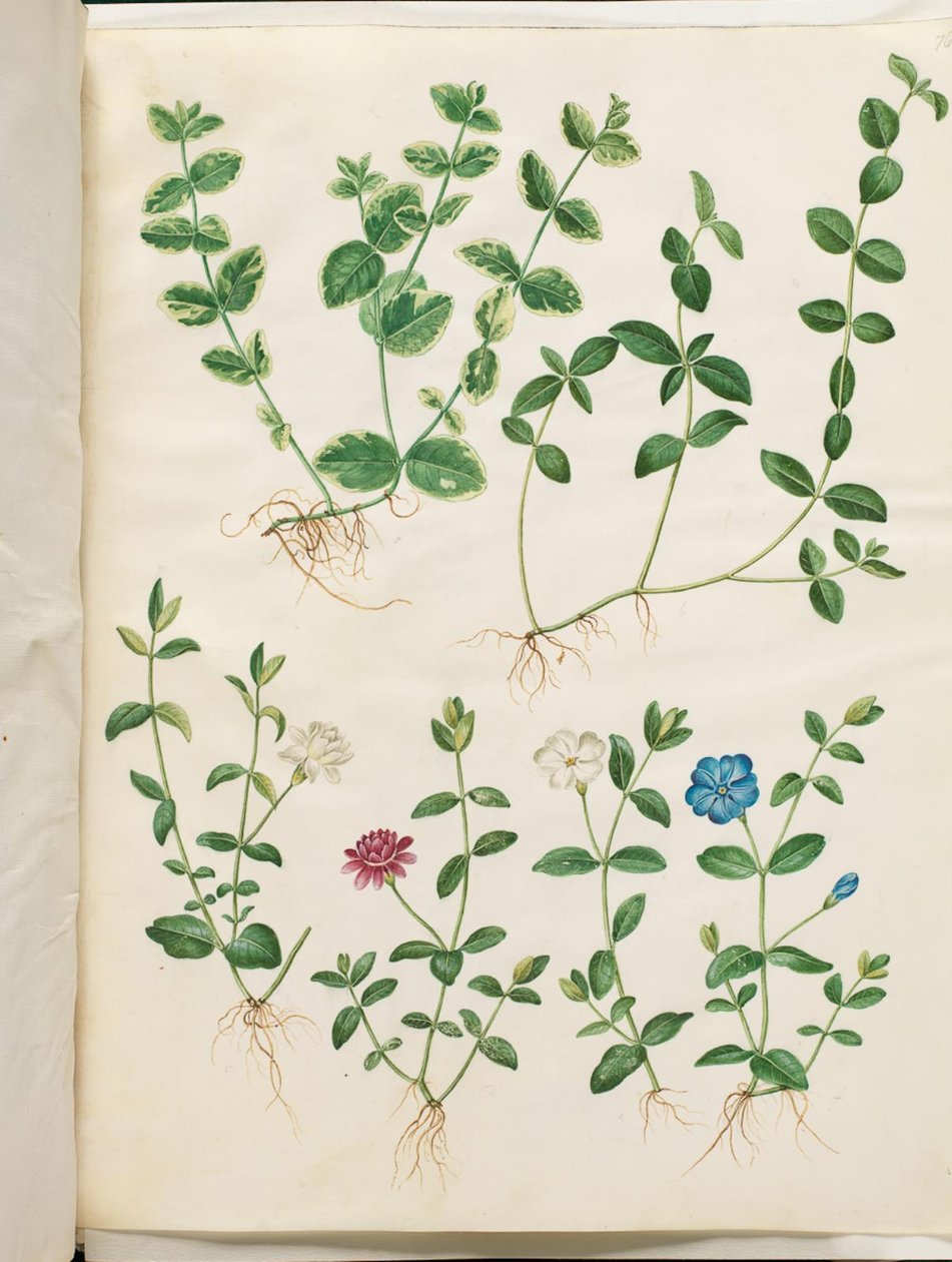 Vinca minor by Hans Simon Holtzbecker