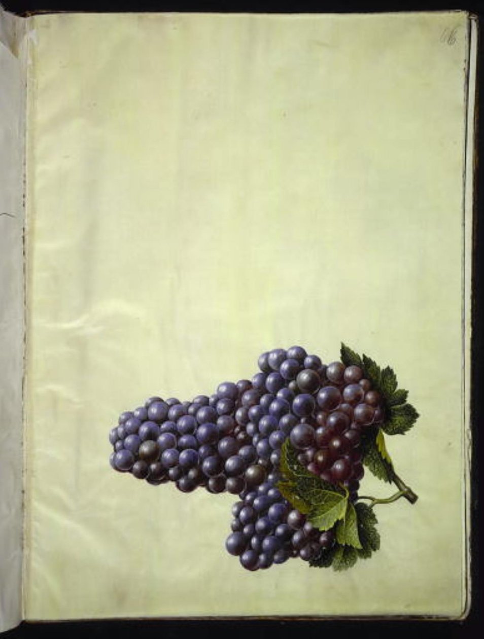Vitis Vinifera (Common Grape Vine) by Hans Simon Holtzbecker
