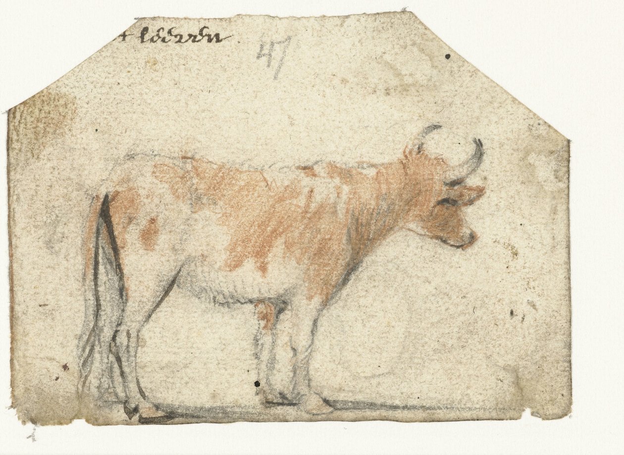Cow, from the Side by Harmen ter Borch