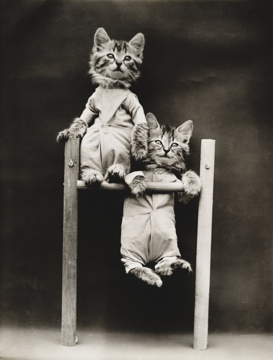 Kitties Series: Exercising, c.1914 by Harry Whittier Frees