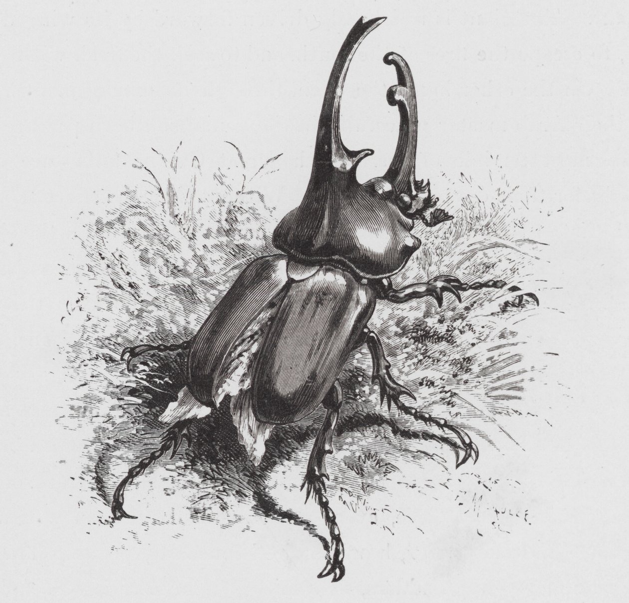 The Insect: Beetle by Hector Giacomelli