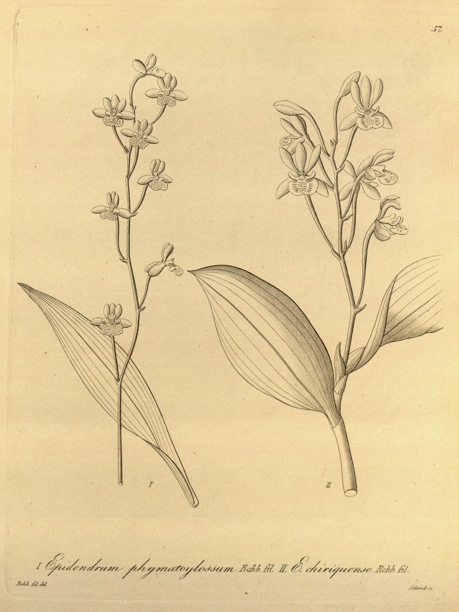 Illustration of Prosthechea varicosa (as syn. Epidendrum phymatoglossum and Epidendrum chiriquense) by Heinrich Gustav Reichenbach