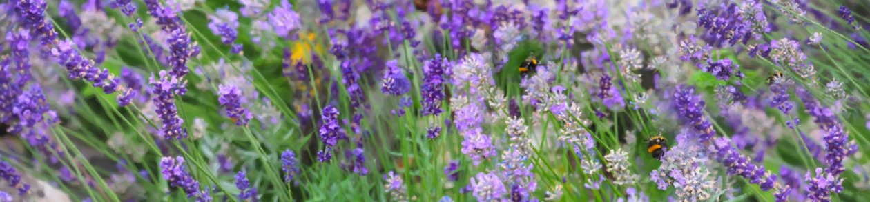 Lavender Field by Helen White