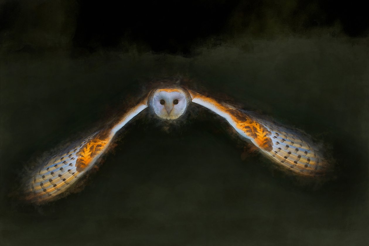 Night Flight by Helen White