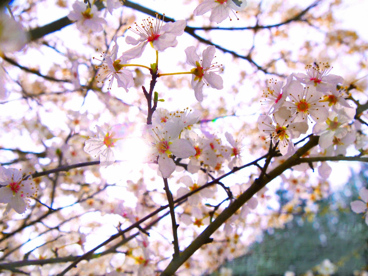 Spring Blossom by Helen White