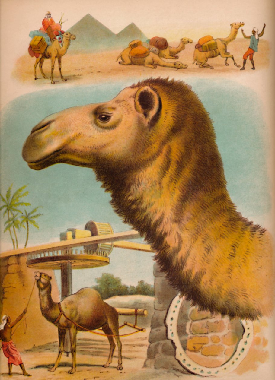 The Camel by Helena J. Maguire
