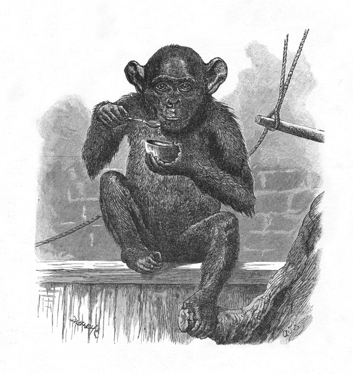 The Chimpanzee Sally by Helena J. Maguire
