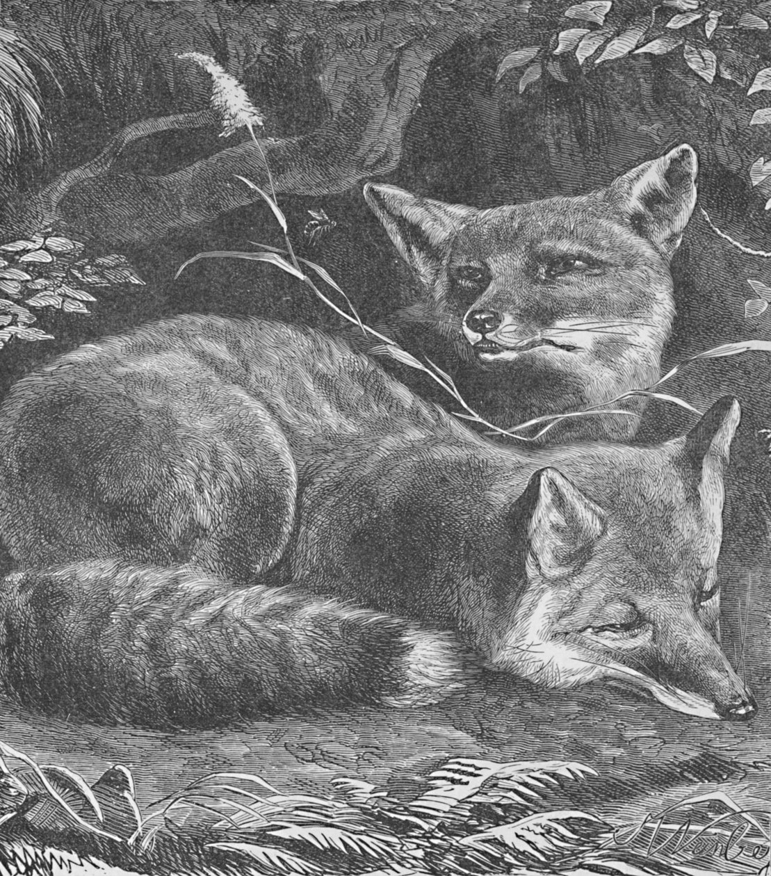 The Fox at Home by Helena J. Maguire