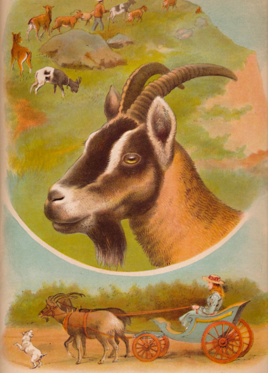 The Goat by Helena J. Maguire