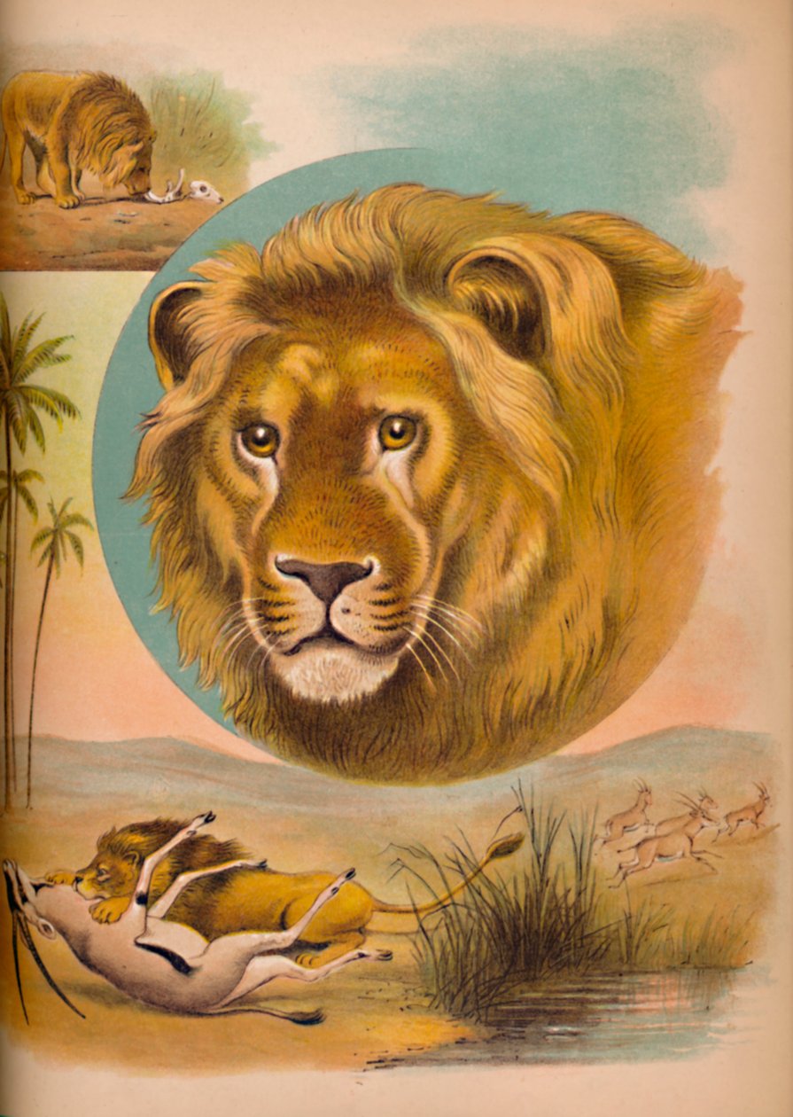 The Lion by Helena J. Maguire