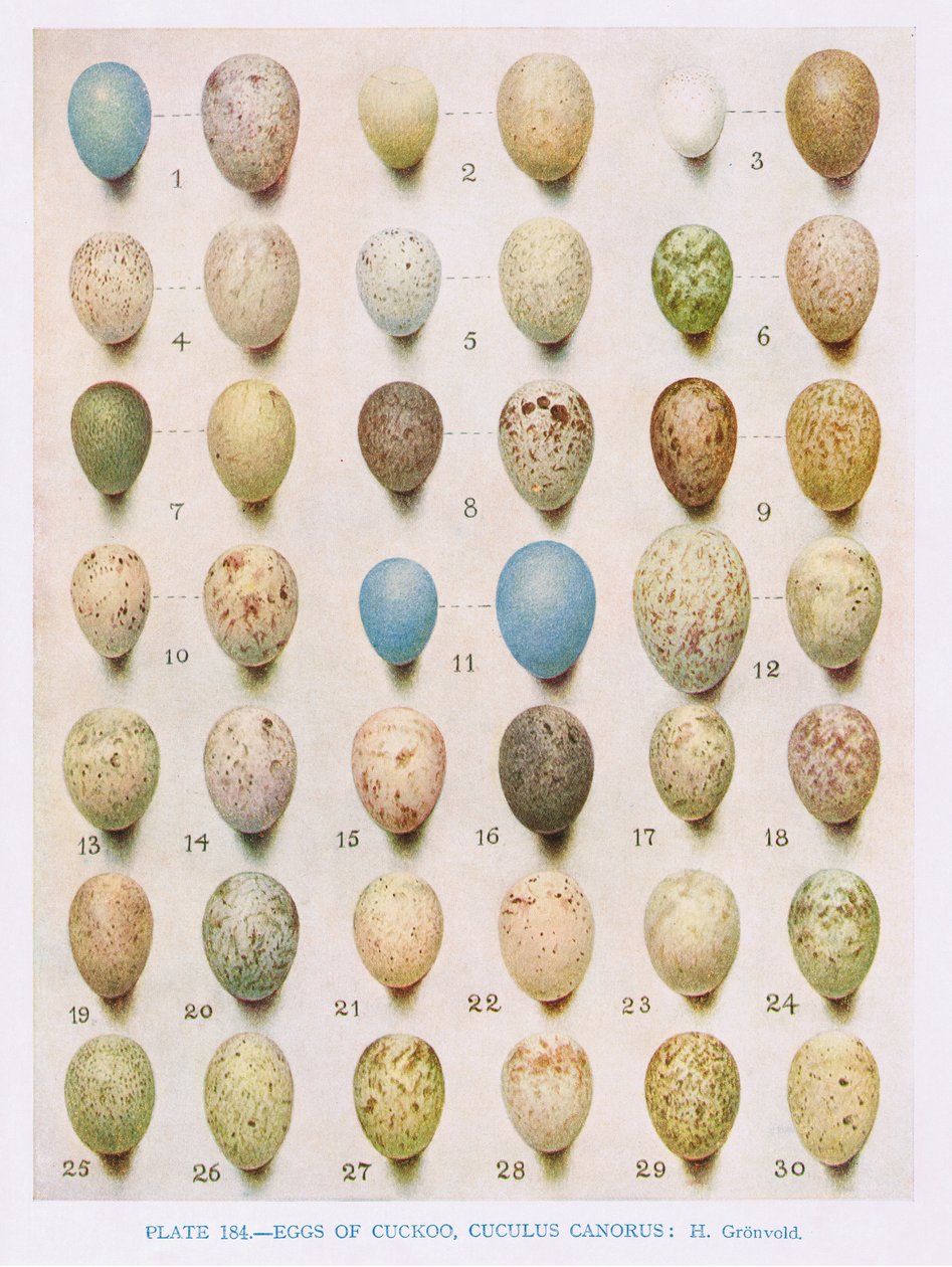 Eggs: Willow Warbler, Wood Warbler, etc. by Hendrik Gronvold