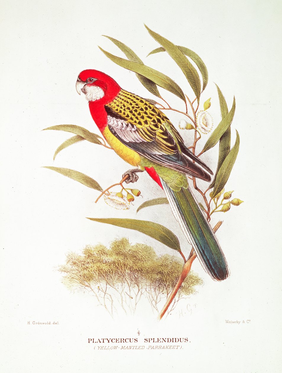 Yellow-Mantled Parakeet from 