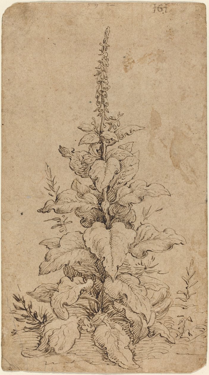 A Foxglove in Bloom by Hendrik Goltzius