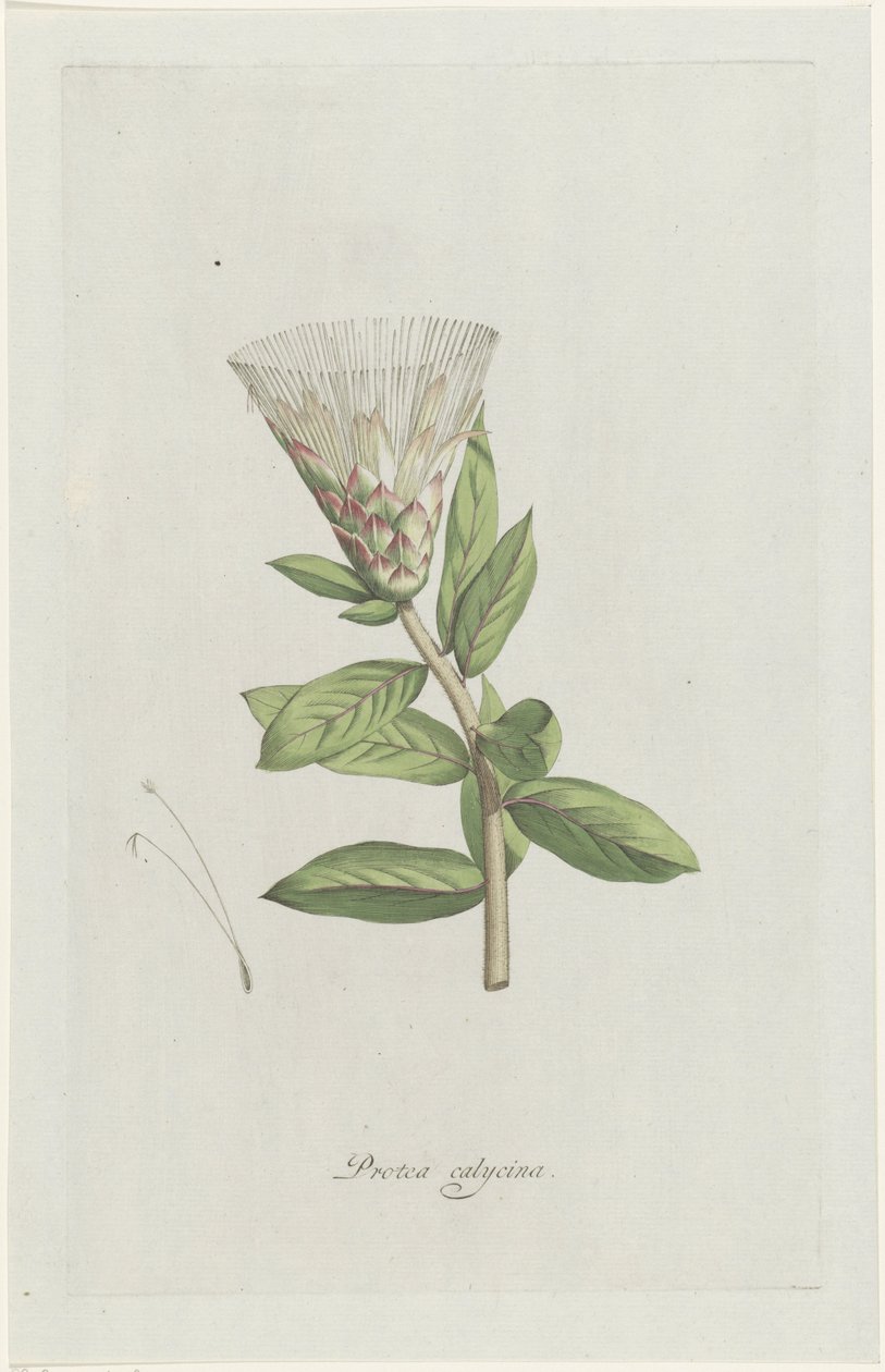Protea (Protea calycina) by Hendrik Schwegman