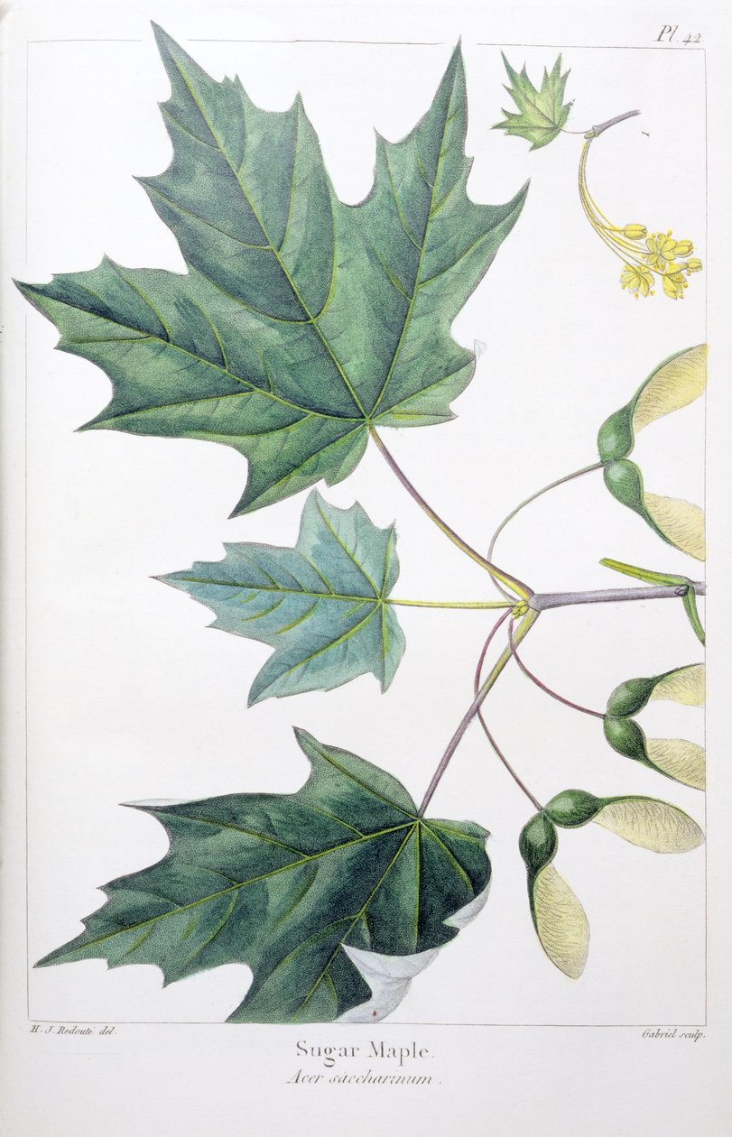 Sugar Maple by Pierre Joseph Redouté