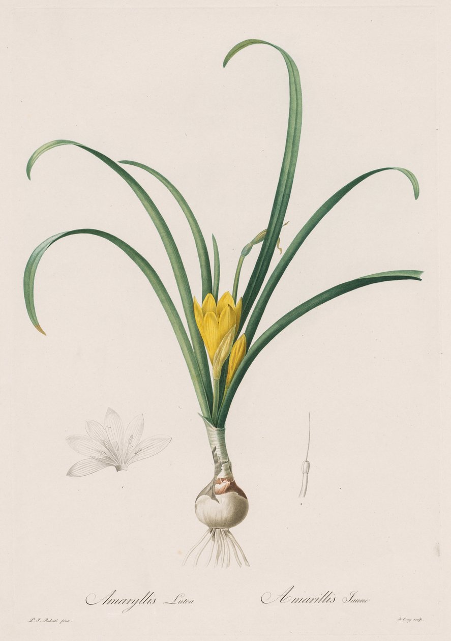 Les Liliacées: Amaryllis Lutes by Pierre Joseph Redouté