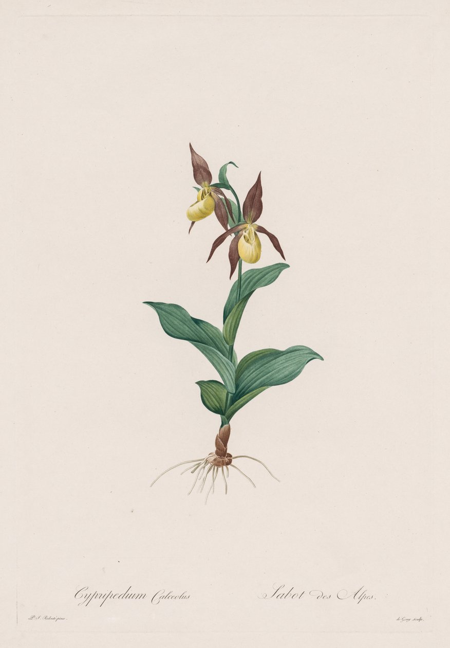 Les Liliacées: Cypripedium calceolus by Pierre Joseph Redouté