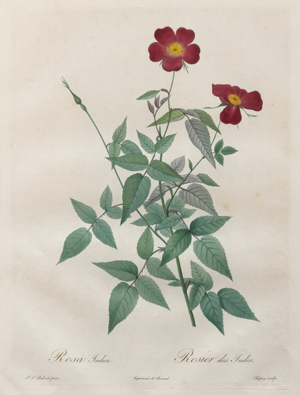 The Roses: Rosa Indica by Pierre Joseph Redouté