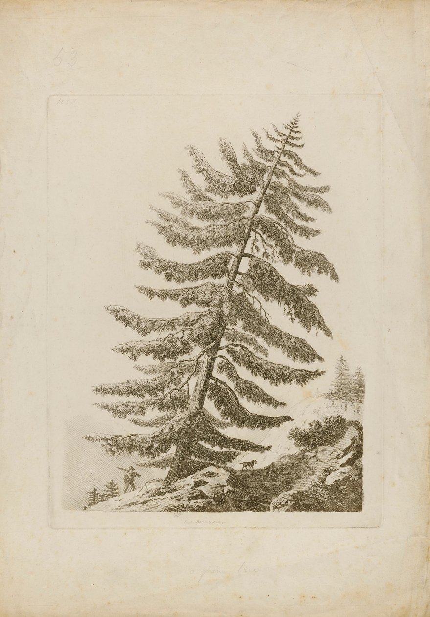 A Pine Tree by Henri L