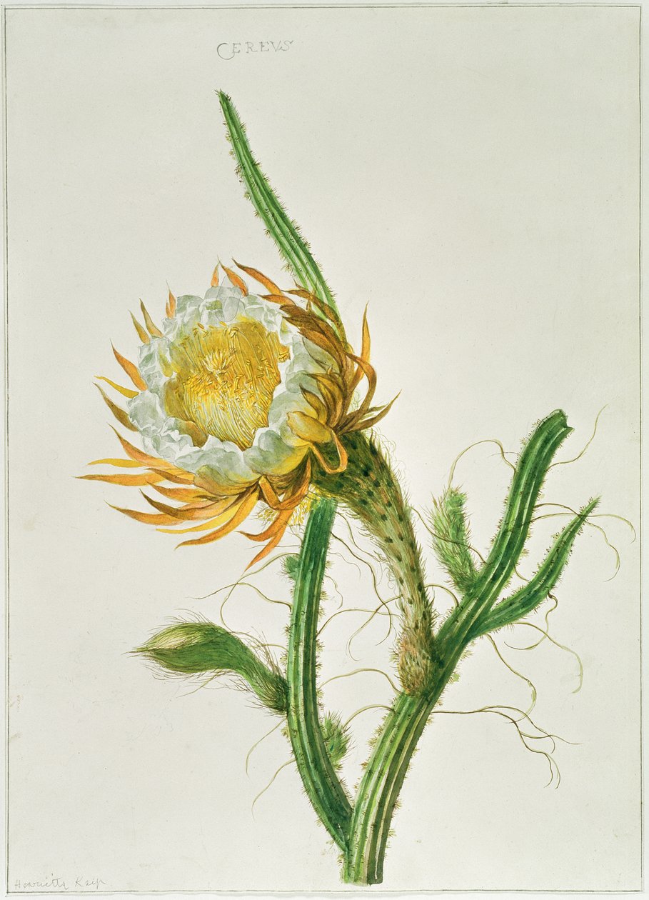 Night-flower Cactus (Selenicereus grandiflorus), Native to Jamaica by Henriette Gertruide Knip