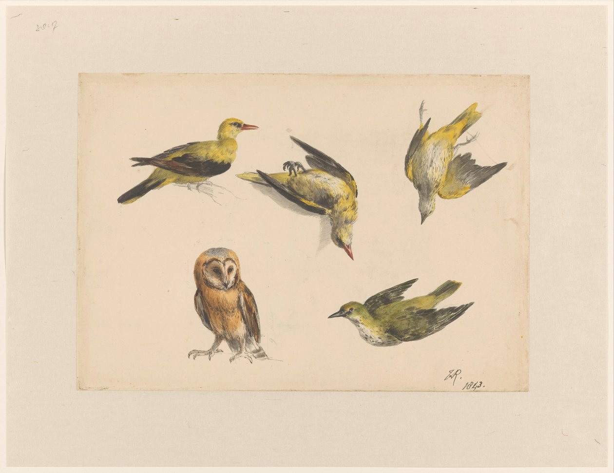 Studies of an Owl and Two Golden Orioles by Henriëtte Ronner